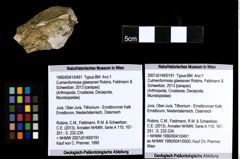 Foto (Objekt + Etiketten) von Culmenformosa glaessneri (Robins, Feldmann & Schweitzer, 2013) 